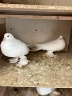 Hollandse kroppers, Meerdere dieren