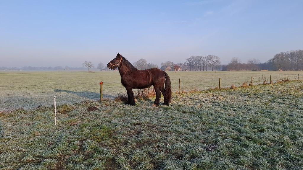 Nederlands trekpaard, Dieren en Toebehoren, Paarden, Merrie, Onbeleerd, 165 tot 170 cm, 11 jaar of ouder, Recreatiepaard, Met stamboom