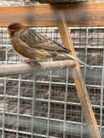 Koppel harlekijnen, Dieren en Toebehoren, Meerdere dieren