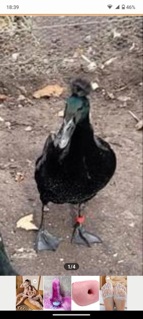 Loopeend broedeieren met kans op kuif!, Dieren en Toebehoren, Pluimvee, Geslacht onbekend, Eend