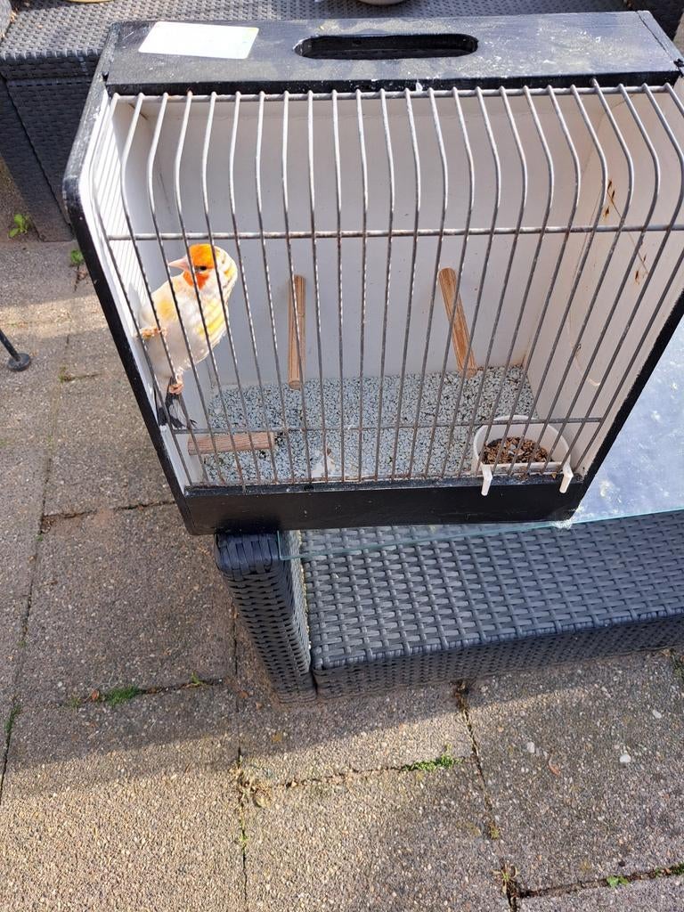 Te koop witkop man overjarig mooie vogel, Dieren en Toebehoren, Vogels | Hokken en Kooien, Ophalen of Verzenden, Zo goed als nieuw