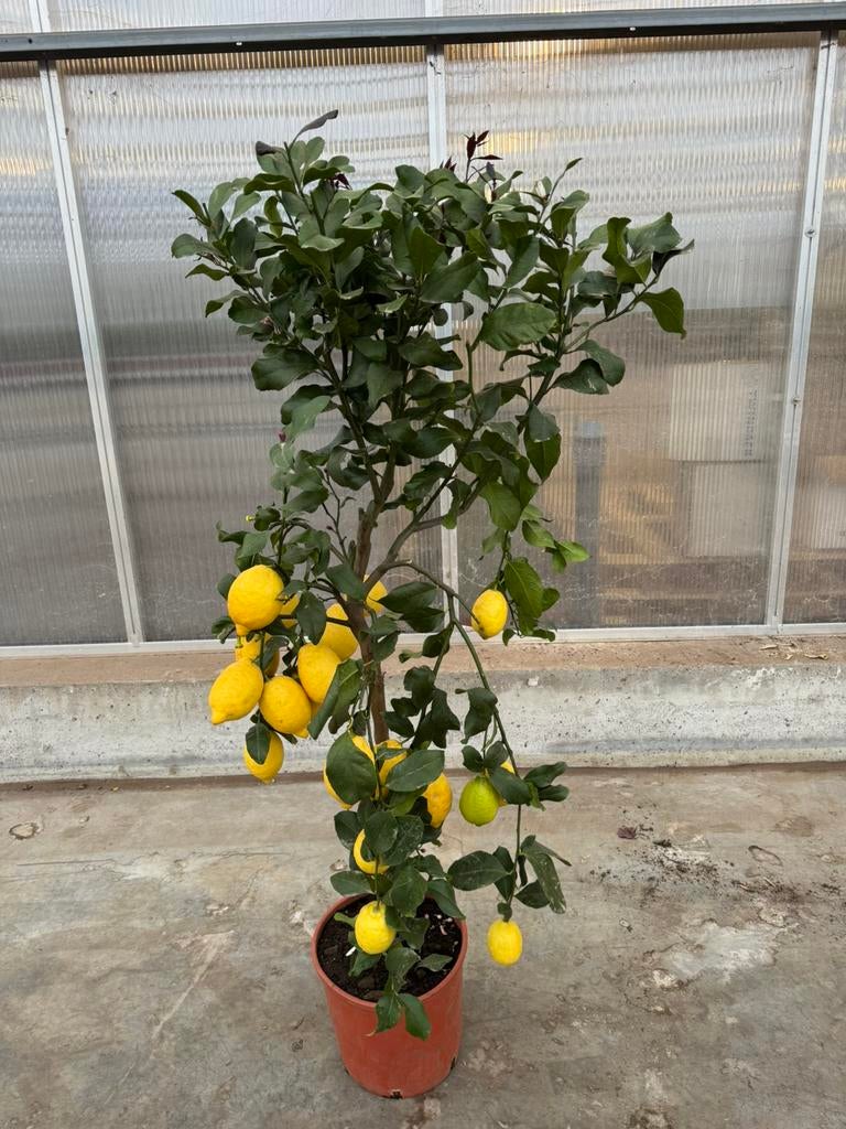 Citroen boom p 30 cm h 150 cm, Ophalen, Minder dan 100 cm