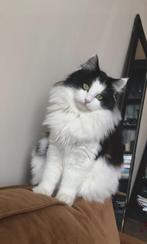 Schattige kittens verwacht rond 22 april, Meerdere dieren, Ontwormd, 0 tot 2 jaar