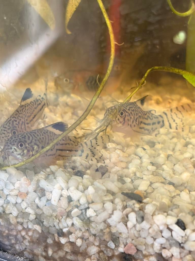 Corydora Trillineatus, Dieren en Toebehoren, Vis