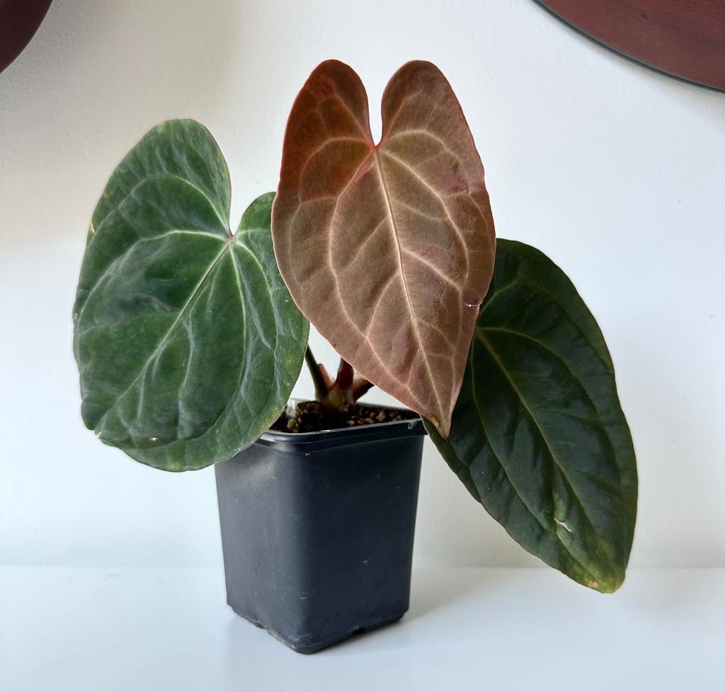 Anthurium papillilaminumXcrystallinum x forgetii/besseae aff, Huis en Inrichting, Kamerplanten, Ophalen of Verzenden, Halfschaduw