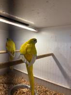 Mooie koppel geelbuik opaline dilute, Meerdere dieren, Parkiet