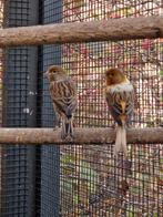 Koppel harlekijn kanaries te koop, Dieren en Toebehoren, Vogels | Kanaries, Meerdere dieren, Kleurkanarie