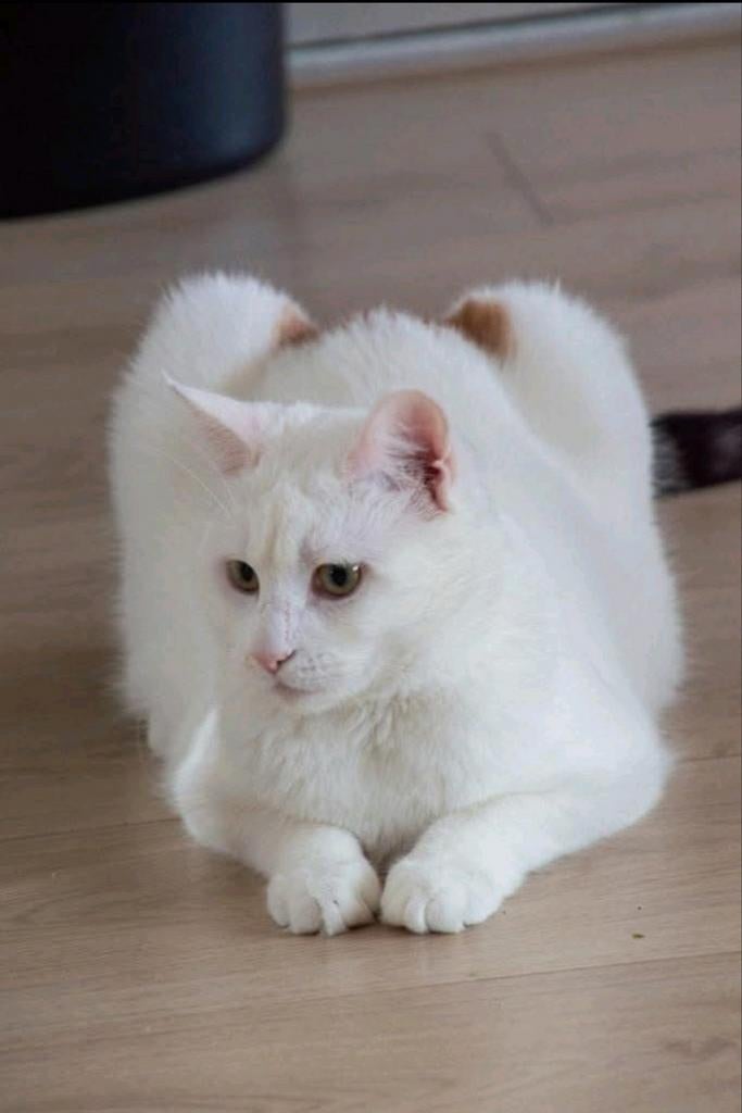 2 gesteriliseerde dames moeten met spoed weg, Dieren en Toebehoren, Katten en Kittens | Overige Katten, Poes