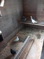Duiven, Dieren en Toebehoren, Meerdere dieren, Postduif