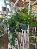 Asparagus "WOONWINKEL RUSTIEK ", Ophalen, Halfschaduw, Minder dan 100 cm