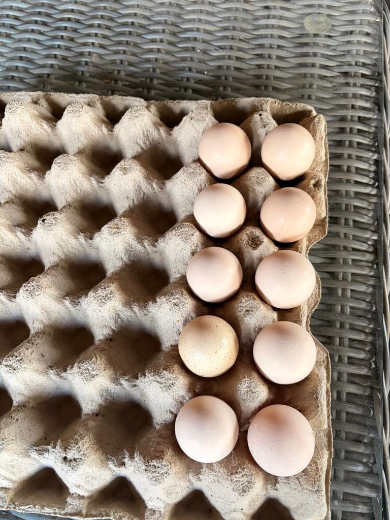 Cochinkriel broedeieren, Dieren en Toebehoren, Geslacht onbekend, Kip