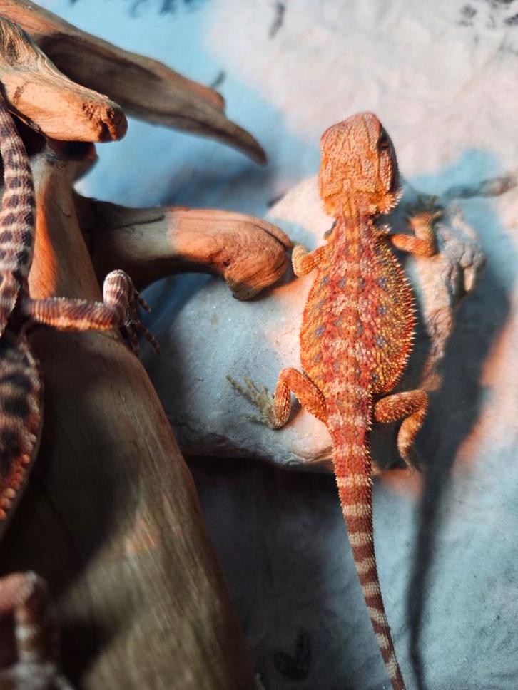 mooie red Orange hypo bleu tiger  genetic stripe baardagaam Bearded Dragon - female for sale from hobby kweker DB Dragons