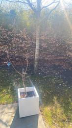 Witte pot van Elho met appelboomje, Ophalen of Verzenden, Minder dan 100 cm, Overige soorten, Zomer