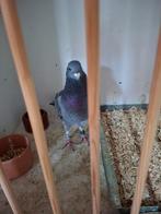 Duif aangeboden, Mannelijk, Geringd