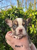 Super lieve Franse Bulldog pupjes, Dieren en Toebehoren, Honden | Bulldogs, Pinschers en Molossers, België, Particulier, 8 tot 15 weken