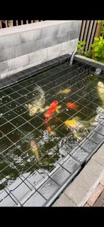 Koi karpers te koop! 12 stuks waarvan 5 60+cm zijn!, Ophalen, Zo goed als nieuw