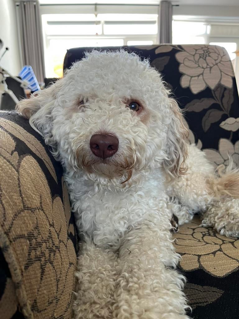 Superlieve Maltipoo van 15 maanden, Parvo, 1 tot 2 jaar, Eén hond, Nederland