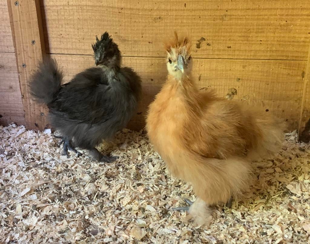 USA zijdehoen hennen, Dieren en Toebehoren, Vrouwelijk, Kip