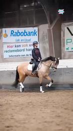 Bijrijder gezocht, Dieren en Toebehoren, Ophalen of Verzenden, Zo goed als nieuw