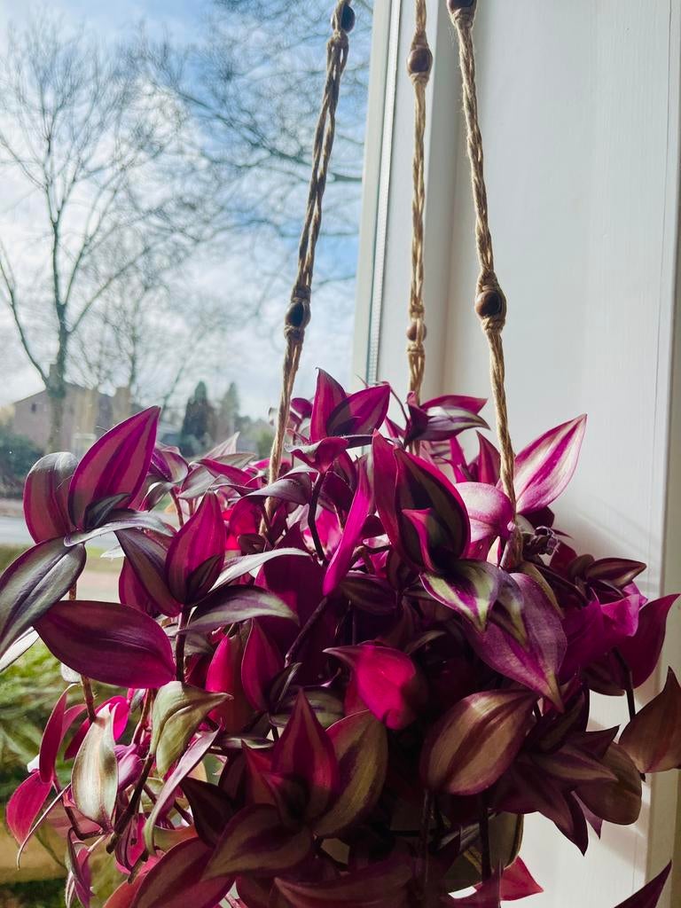 Zebrina hangplant, Huis en Inrichting, Kamerplanten, 100 tot 150 cm, Ophalen of Verzenden, In pot, Groenteplant