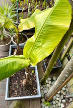 Bananen plant compleet in kunststof plantenbak., Tuin en Terras, Planten | Tuinplanten, Zomer, Fruitplanten, Ophalen, Volle zon
