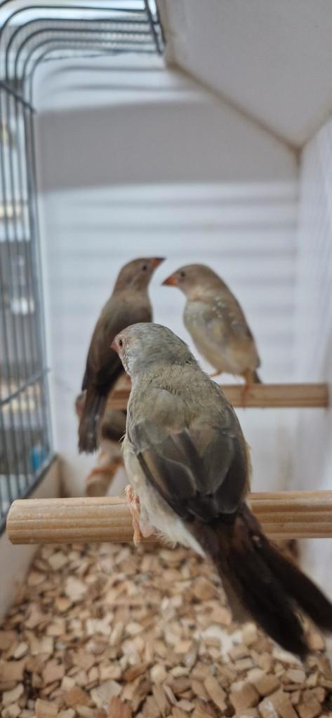 Binsenastrildes 2025, Dieren en Toebehoren, Vogels | Overige Vogels, Tropenvogel, Geslacht onbekend