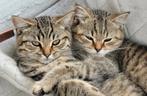 Lieve Britse korthaar katers, Kater, Gechipt, 0 tot 2 jaar
