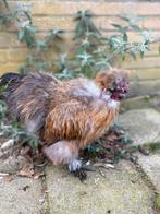 Zijdehoen haan, Dieren en Toebehoren, Pluimvee, Mannelijk, Kip