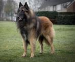 Tervuerense herder pups, CDV (hondenziekte), 8 tot 15 weken, Meerdere, Meerdere dieren