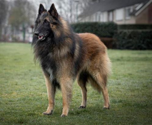 Tervuerense herder pups, Dieren en Toebehoren, Honden | Herdershonden en Veedrijvers, Meerdere dieren, Herder, Particulier, Meerdere