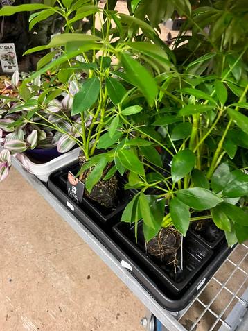 Schefflera op lavasteen – Bijzondere blikvanger beschikbaar voor biedingen