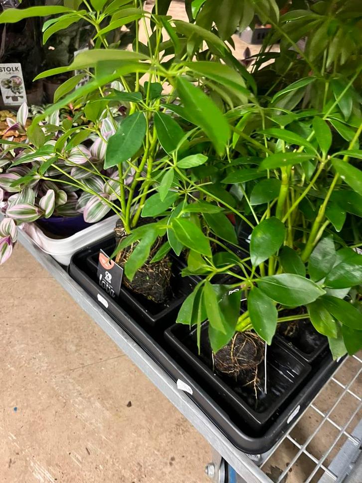 Schefflera op lavasteen – Bijzondere blikvanger, Tuin en Terras, Planten | Tuinplanten, Overige soorten, Volle zon, Ophalen