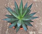 Agave Shaka Zulu XXL p30