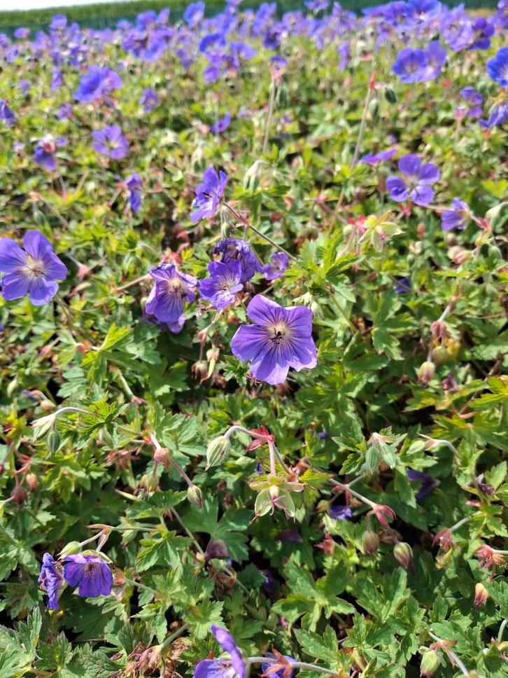Geranium Rozanne Ooievaarsbek p9 tuinplanten, Tuin en Terras, Planten | Tuinplanten, Overige soorten, Halfschaduw, Ophalen
