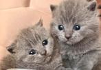 BRITISH SHORTHAIR (NOG 3 OVER), Dieren en Toebehoren, Katten en Kittens | Raskatten | Korthaar, Geslacht onbekend, Ontwormd, 0 tot 2 jaar