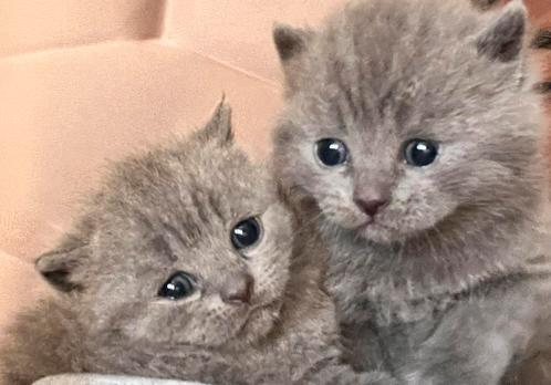 BRITISH SHORTHAIR (NOG 3 OVER), Dieren en Toebehoren, Katten en Kittens | Raskatten | Korthaar, Geslacht onbekend, 0 tot 2 jaar
