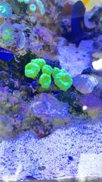 Caulastrea 6 koppen, Overige typen, Zoutwatervis