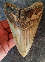 MEGALODON TAND USA	228	gr	13x9x2,3	cm, Verzamelen, Mineralen en Fossielen, Ophalen of Verzenden, Fossiel
