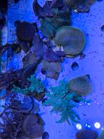 Diverse leder koraal stekken, Dieren en Toebehoren, Ophalen, ., Sierelement, Nieuw