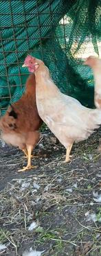 2 Barnevelder x leghorn hennen, Dieren en Toebehoren, Pluimvee, Vrouwelijk, Kip