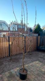 Pruimenboom in pot, Ophalen of Verzenden, 100 tot 250 cm, Pruimenboom
