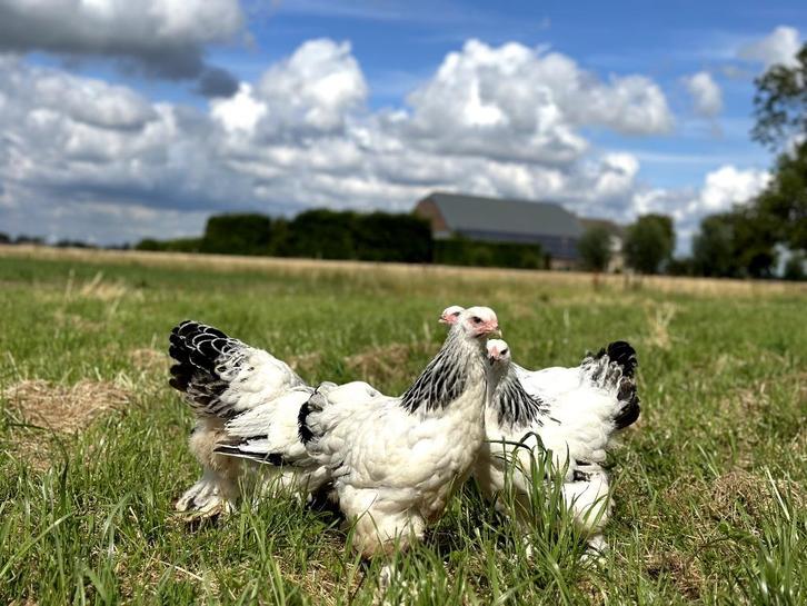 Jonge tamme Brahma kippen hennen gesekst en ingeënt, Dieren en Toebehoren, Pluimvee, Kip, Vrouwelijk