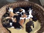 Jonge kittens, Dieren en Toebehoren, Katten en Kittens | Raskatten | Korthaar, Meerdere dieren, Ontwormd, 0 tot 2 jaar