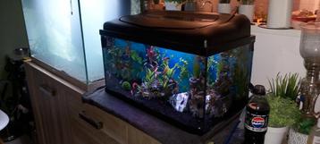 Aquarium 60x30 beschikbaar voor biedingen