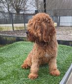 Te koop leuke cavapoo reu, Parvo, Nederland, Reu, 8 tot 15 weken