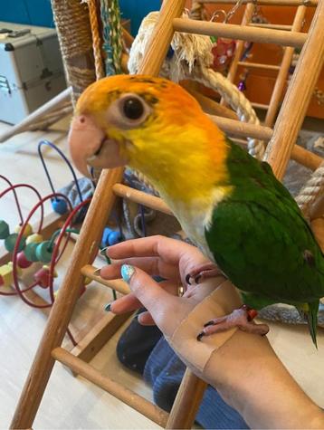 Super lieve leuke tamme roestkop caique beschikbaar voor biedingen