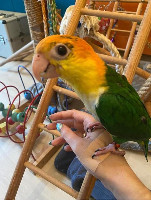 Super lieve leuke tamme roestkop caique, Dieren en Toebehoren, Vogels | Parkieten en Papegaaien, Papegaai, Geslacht onbekend, Pratend
