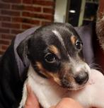 4 lieve Jack Russell puppy's., Jack Russell Terriër, 8 tot 15 weken, Meerdere dieren, Eén hond