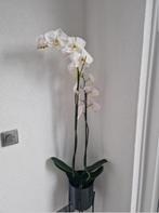 planten, Huis en Inrichting, Ophalen, Halfschaduw