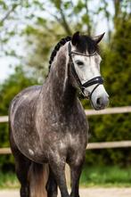 Schitterende D pony schimmel, Dieren en Toebehoren, Paarden, Merrie, Recreatiepaard